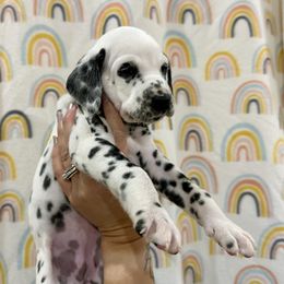 AKC Bubbles Girl - White and black female Dalmatian puppy in Hillsville, Virginia from Spot On Dalmatians