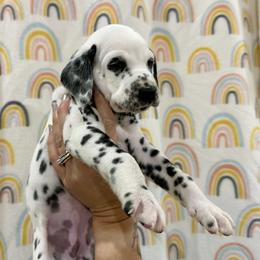 AKC Bubbles Girl - White and black female Dalmatian puppy in Hillsville, Virginia from Spot On Dalmatians