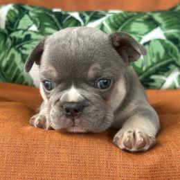 Jasper - Tricolors male French Bulldog puppy in Clermont, Florida from Nala’s Nest