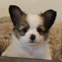 Papillon Puppies from Papillons in the Pines