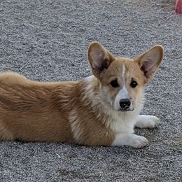 Basset Hound and Pembroke Welsh Corgi Puppies from 4 Sail Quarter Horses and Corgis