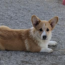 Basset Hound and Pembroke Welsh Corgi Puppies from 4 Sail Quarter Horses and Corgis