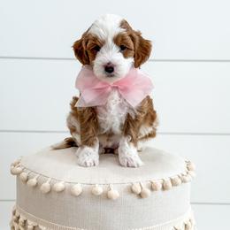 BABY SPICE - SPICE GIRLS LITTER - Red  female Goldendoodle puppy in Bell Buckle, Tennessee from Precious Puptown Doodles