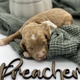 Boy 1 - Red  Goldendoodle puppy in Blanchard, Oklahoma from I Dream of Doodles