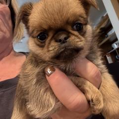 Marbles - Red female Brussels Griffon puppy in Saukville, Wisconsin from Crossroads Canines ~ Brussels Griffon and Newfoundland Dogs