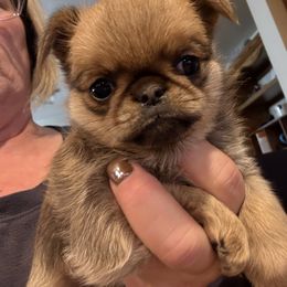 Marbles - Red female Brussels Griffon puppy in Saukville, Wisconsin from Crossroads Canines ~ Brussels Griffon and Newfoundland Dogs