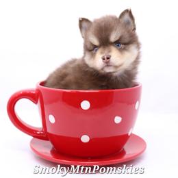 Porthos SALE 3000 - Chocolate male Pomsky puppy in Christiana, Tennessee from Smoky Mountain Pomskies