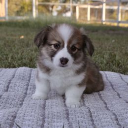 Taylor (fluffy) - Red female Pembroke Welsh Corgi puppy in Goliad, Texas from Rogers’ Fluffy Butt Corgis