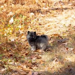 Pomsky Puppies from New World Pomskies