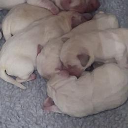 Labrador Retriever puppies from Windbush Retrievers