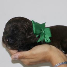 Green - Chocolate female Australian Labradoodle puppy in Milton, North Carolina from Good Day Doodles