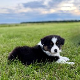 Dot - Black tri female Miniature American Shepherd puppy in Pinckneyville, Illinois from Carousel Miniature American Shepherds
