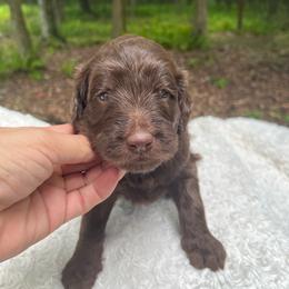 Rasberry - Chocolate female Goldendoodle puppy in New Ringgold, Pennsylvania from Hawk Mountain Doodles