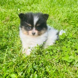 Chive (Black and Tan (Tri) Parti Male - Black and tan parti male Pomeranian puppy in Buck Valley, Pennsylvania from Buck Valley Pomeranians