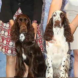 Field Spaniels from Triforza Field Spaniels