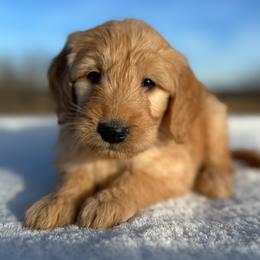 Fergus - Apricot male Goldendoodle puppy in Osage City, Kansas from Golden Ridge Goldens
