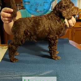 Poodle Puppies from Shallow Bay Standard Poodles