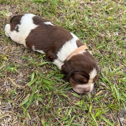 Boy 1 light brown collar - Red and white male English Springer Spaniel puppy in Bonifay, Florida from Sherrouse English Springer Spaniels