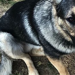 German Shepherds from Haus Des Bergschatten