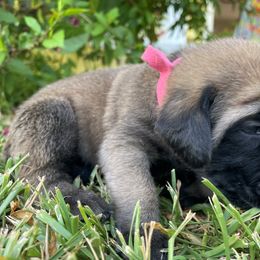 Mastiff Puppies from Treasure Coast Mastiffs