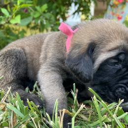 Mastiff Puppies from Treasure Coast Mastiffs