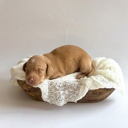 Champagne - Cream male Dachshund puppy in Waco, Georgia from Huff Family Doxies & Doodles