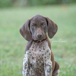German Shorthaired Pointer and Vizsla Puppies from Nosam Kennels
