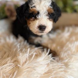 Maple - Tri-color female Bernedoodle puppy in Saint Francis, Kansas from Land of Oz Doodles