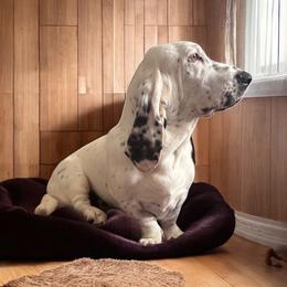 Noni - Basset Hound