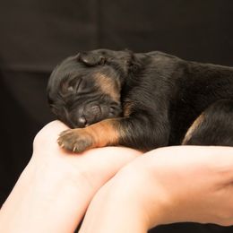 German Shepherd Puppies from DogSmith Purebreds