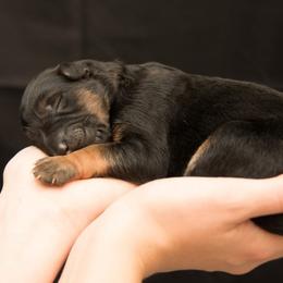 German Shepherd Puppies from DogSmith Purebreds