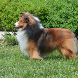 Shetland Sheepdog All Grown Up from Laurelen Shelties