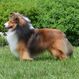 Shetland Sheepdog All Grown Up from Laurelen Shelties