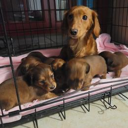 Dachshund puppies from Alondra Boudreaux