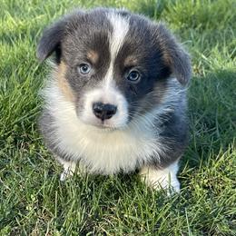 Dude - Blue male Pembroke Welsh Corgi puppy in Mount Carmel, Tennessee from Hidden View Farm