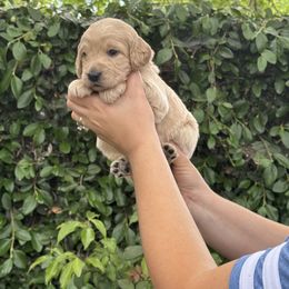 Goldendoodle Puppies from Roseville GoldenDoodles