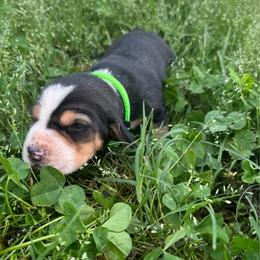 Girl 1 - Black white and brown female Basset Hound puppy in Tahlequah, Oklahoma from HNH Hounds