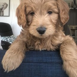 Goldendoodle and Golden Retriever Puppies from Utah Goldens