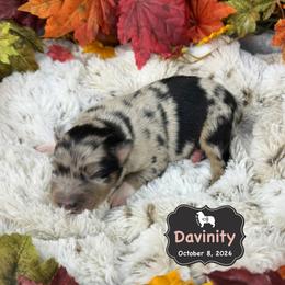Divinity - Blue merle female Australian Shepherd puppy in El Dorado Springs, Missouri from OR Aussies