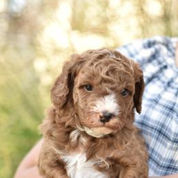 Murphy - Apricot male Goldendoodle puppy in Berlin, Ohio from Doodle Babys