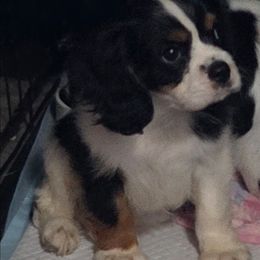 Panda - Tri-color male Cavalier King Charles Spaniel puppy in Charity, Missouri from Missouri. Cavaliers