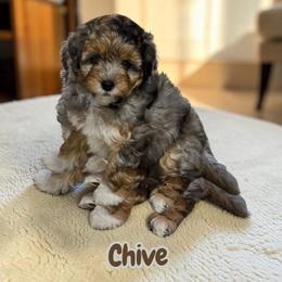 Chive - Blue merle male Aussiedoodle puppy in Lebanon, Oregon from Abbott Family Farm