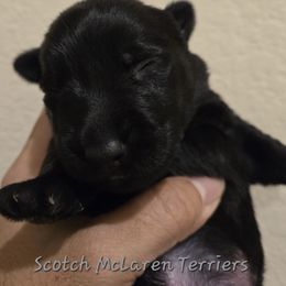 Male2 - Black male Scottish Terrier puppy in Conroe, Texas from Scotch McLaren Terriers