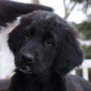 Flat-Coated Retrievers from Tailwynd Retrievers