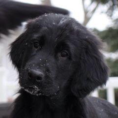 Flat-Coated Retrievers from Tailwynd Retrievers