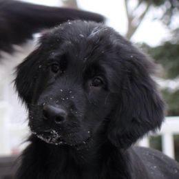 Flat-Coated Retrievers from Tailwynd Retrievers