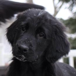 Flat-Coated Retrievers from Tailwynd Retrievers