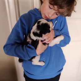 Border Collie Puppies from Bond Border Collies
