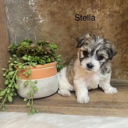 Cavapoo and Coton de Tulear Puppies from Big Gulch Puppies