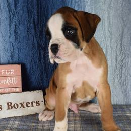 Cadogans Whirlwind - Fawn male Boxer puppy in Clinton, Iowa from Cadogans Boxers